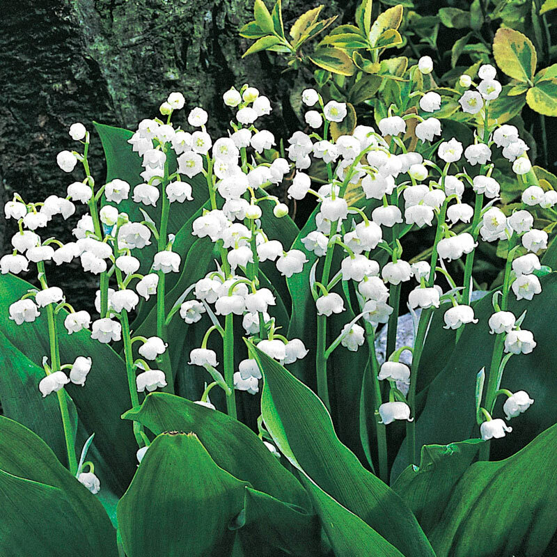 5 x Lily of the Valley Convallaria Majalis Fragrant Plants Perennial Groundcover