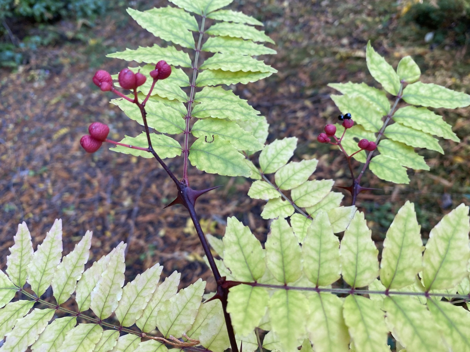 5 Seeds Sansho Very Rare Self Fertile ASAKURA Variety Zanthoxylum Piperitum