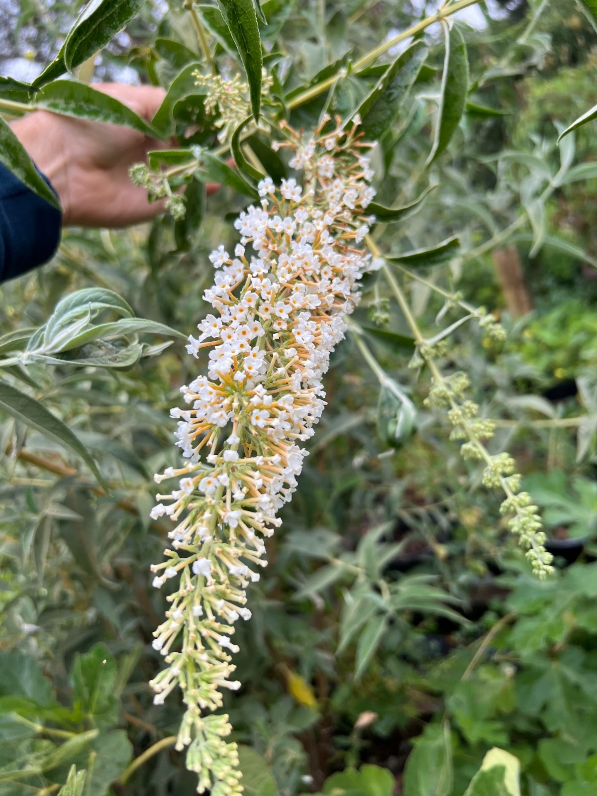 Butterfly bush cuttings X 10, roots easy – ‘White’ color