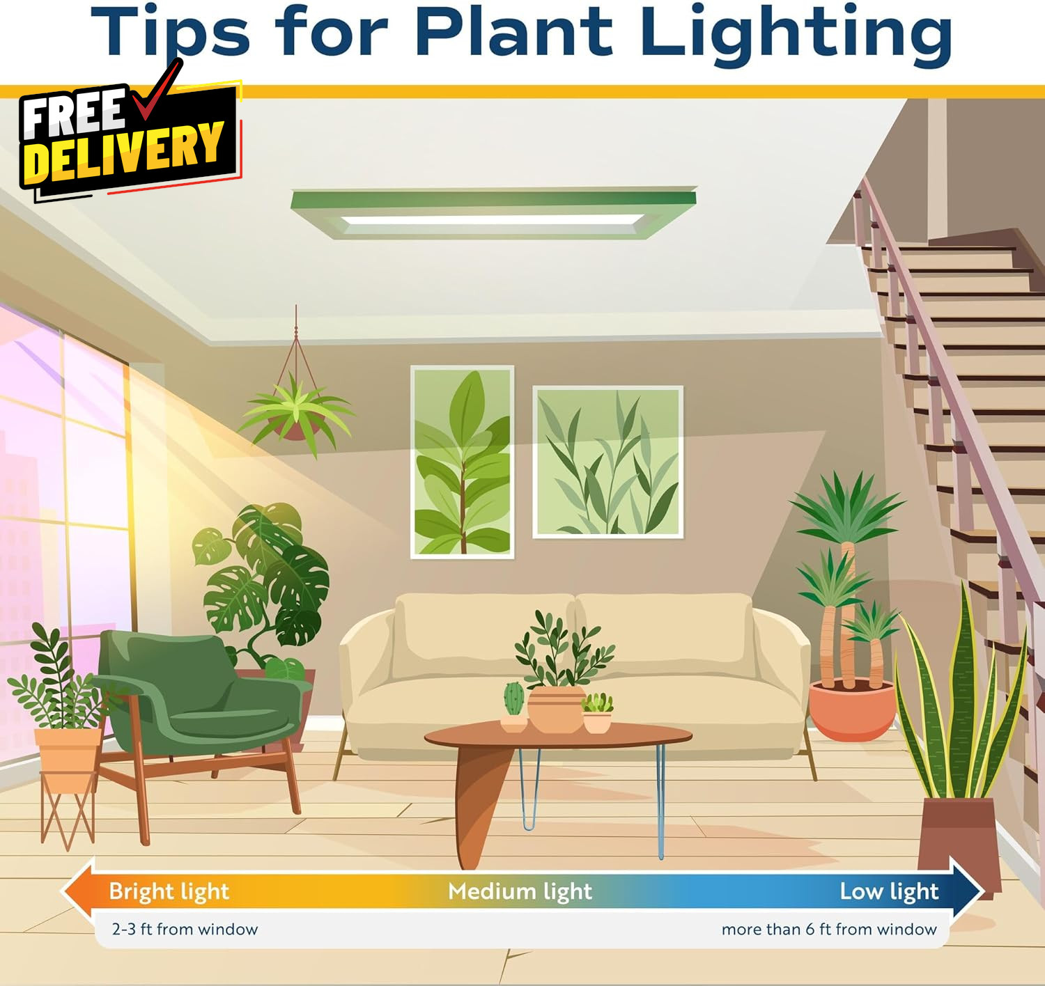 Live Money Tree Pachira Aquatica 3-4 Feet Tall Large Indoor Plant with Braided..