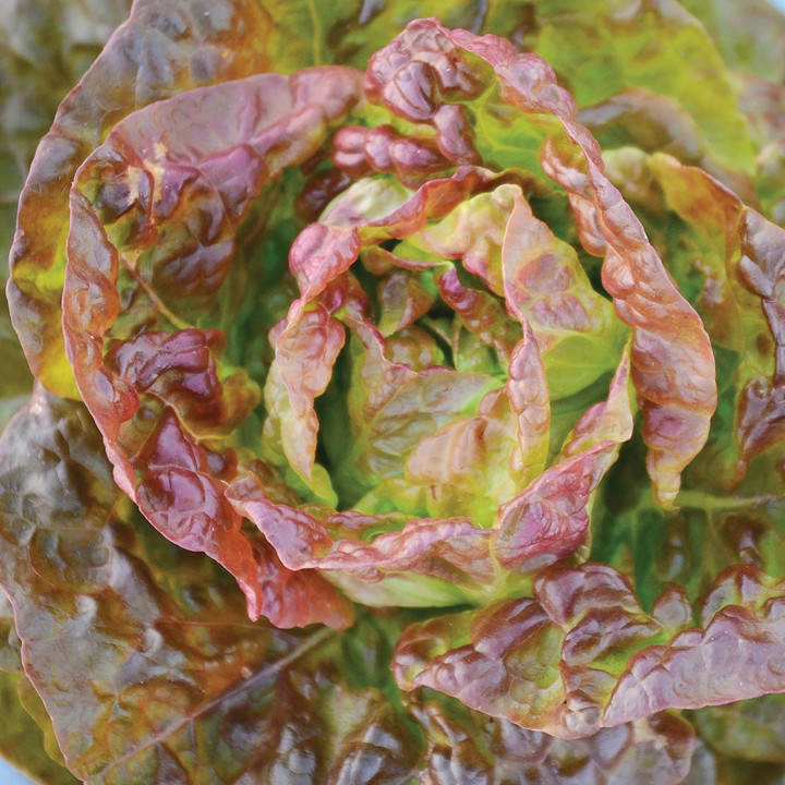 Bronze Mignonette Butterhead Lettuce Seeds | Lactuca Red Buttercrunch Bibb 2024