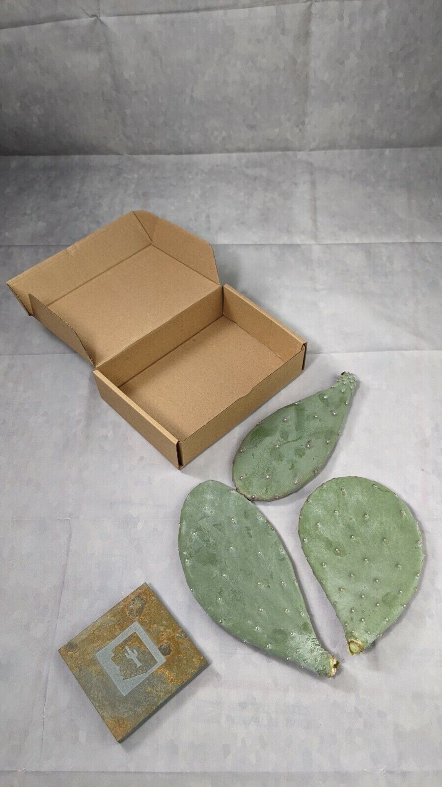 3 Spineless Prickly Pear Opuntia Cactus Pads 5+ Inches each From Arizona