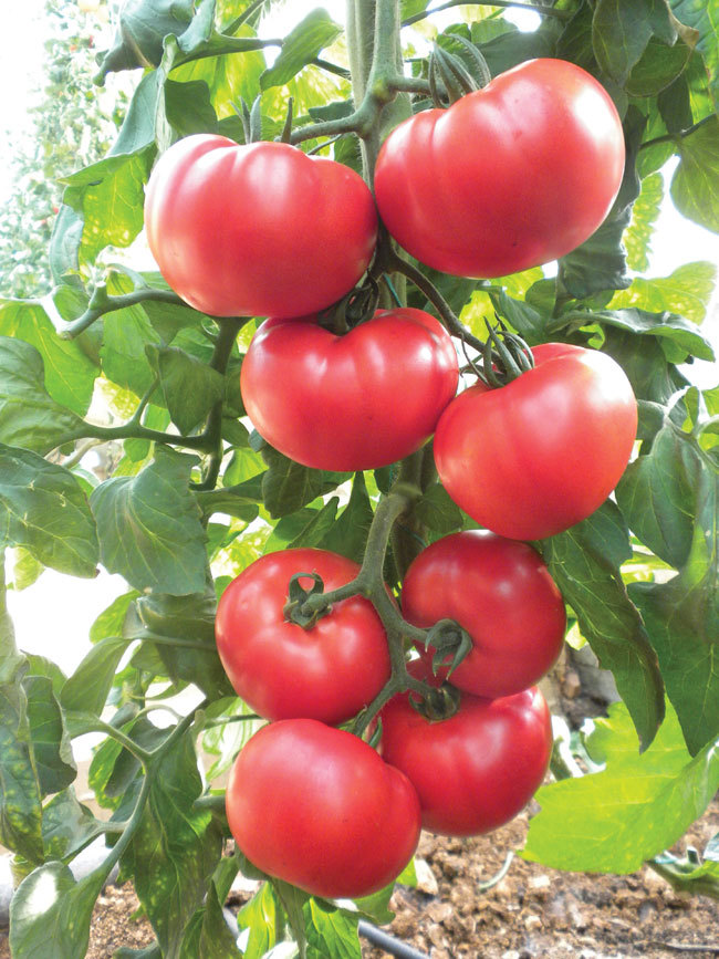 Beefsteak Heirloom Tomato Seeds, NON-GMO, Slicing Tomato, FREE SHIPPING