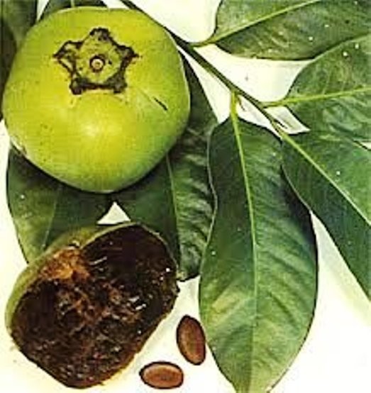 6 pc. seeds BLACK SAPOTE – Chocolate Pudding Fruit – Black Persimmon