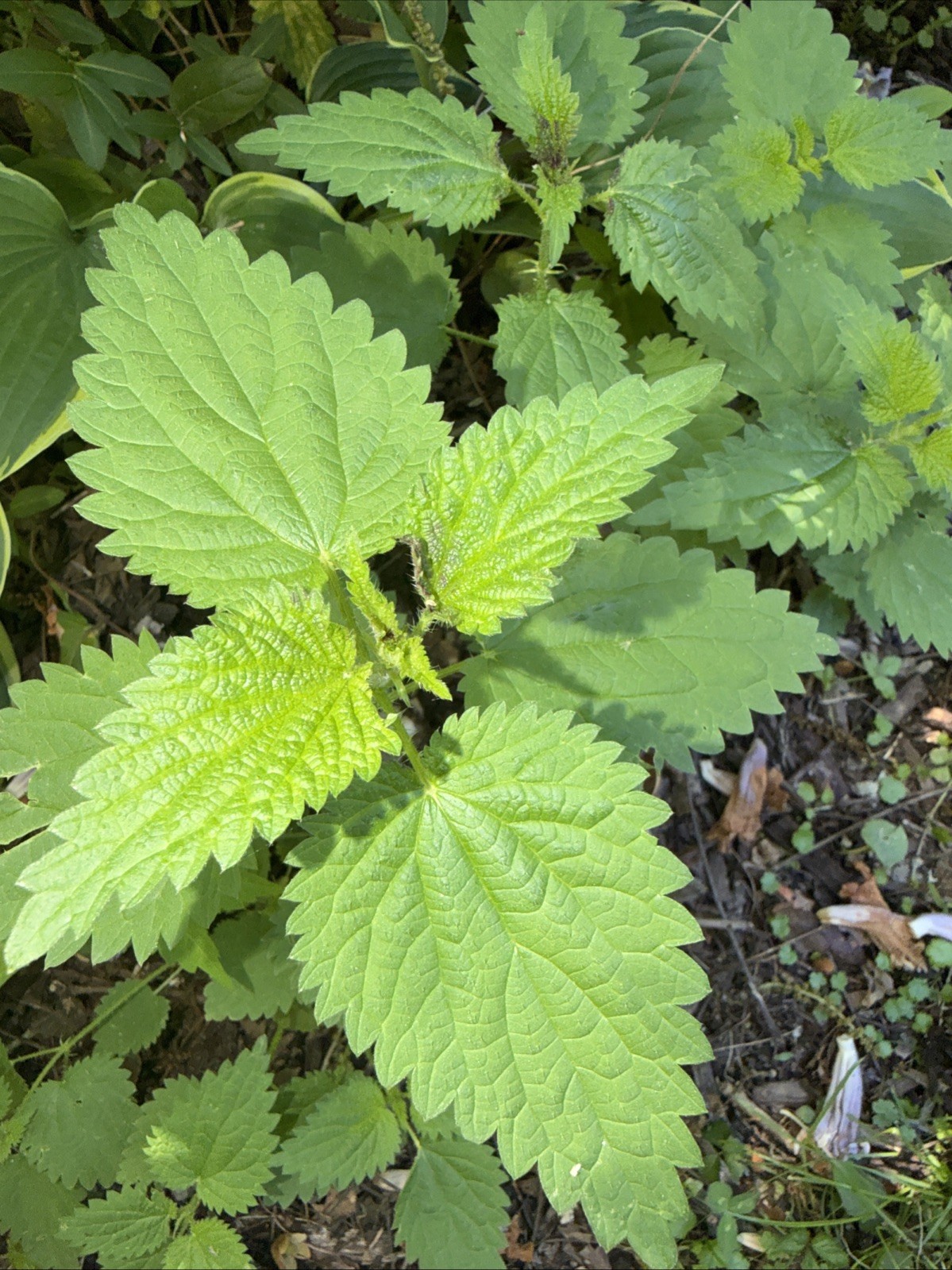 4 Live Stinging Nettle Roots, Medicinal Herb Organically Grown Ready to Plant