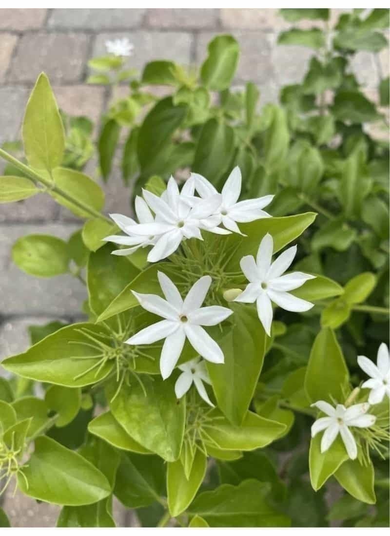 Jasmine Downy | 3 Gallon | Jasminum multiflorum | Low Maintenance | Hardy Plant