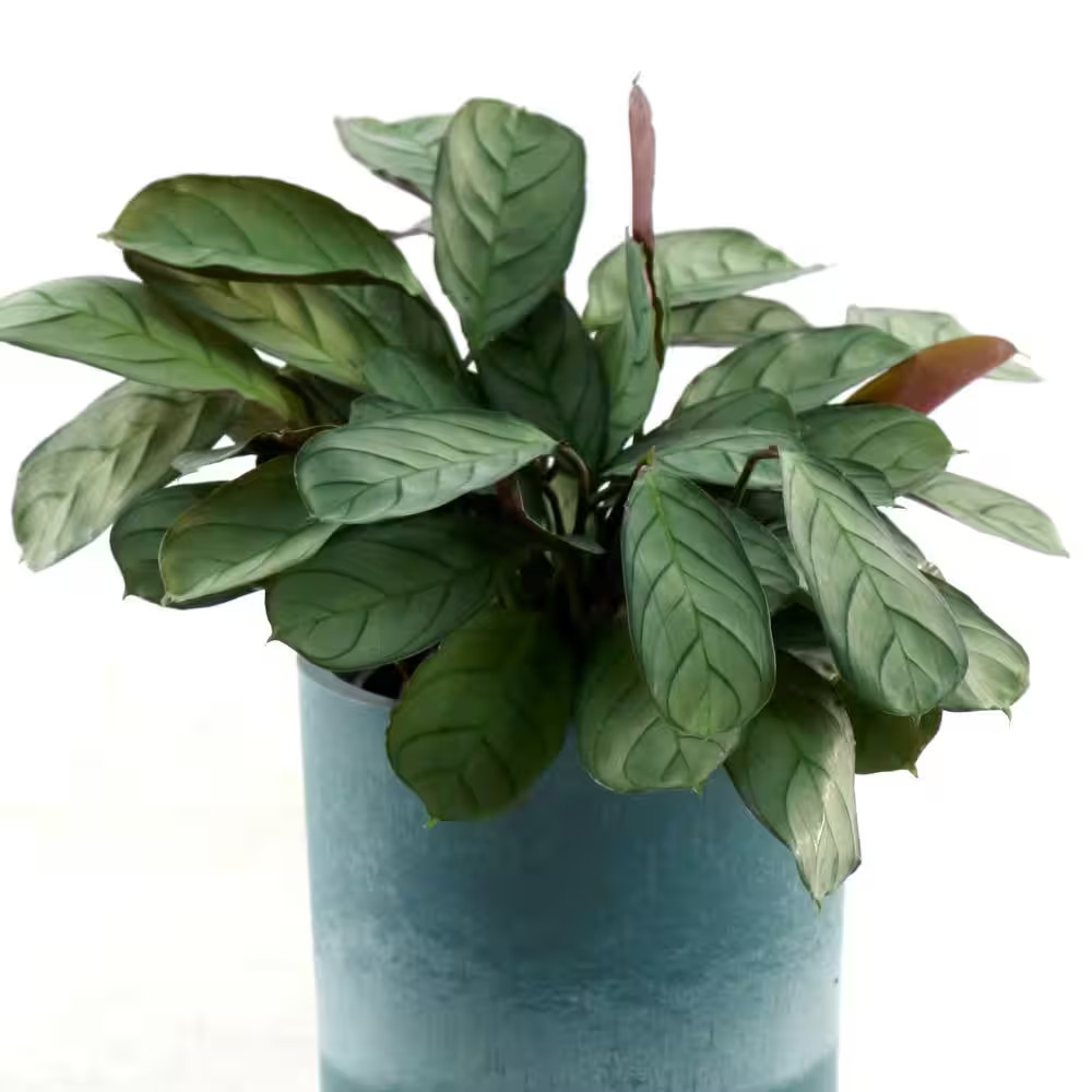 4 In. Calathea Amagris Plant in Grower Container (3-Pack)