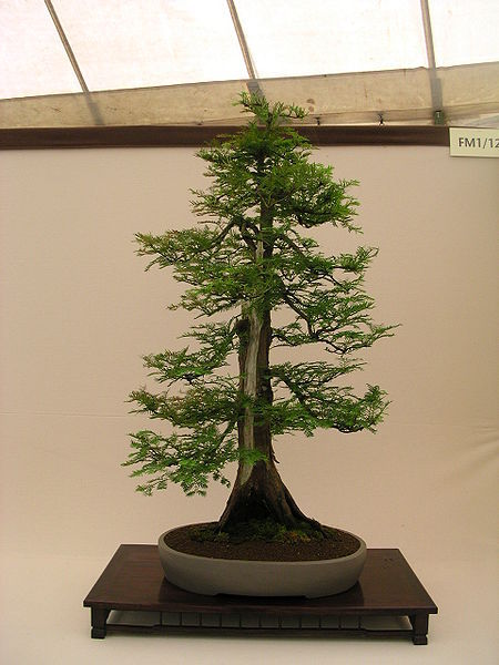 Dawn Redwood, Metasequoia glyptostroboides, Tree Seeds (Fast, Fall Color)