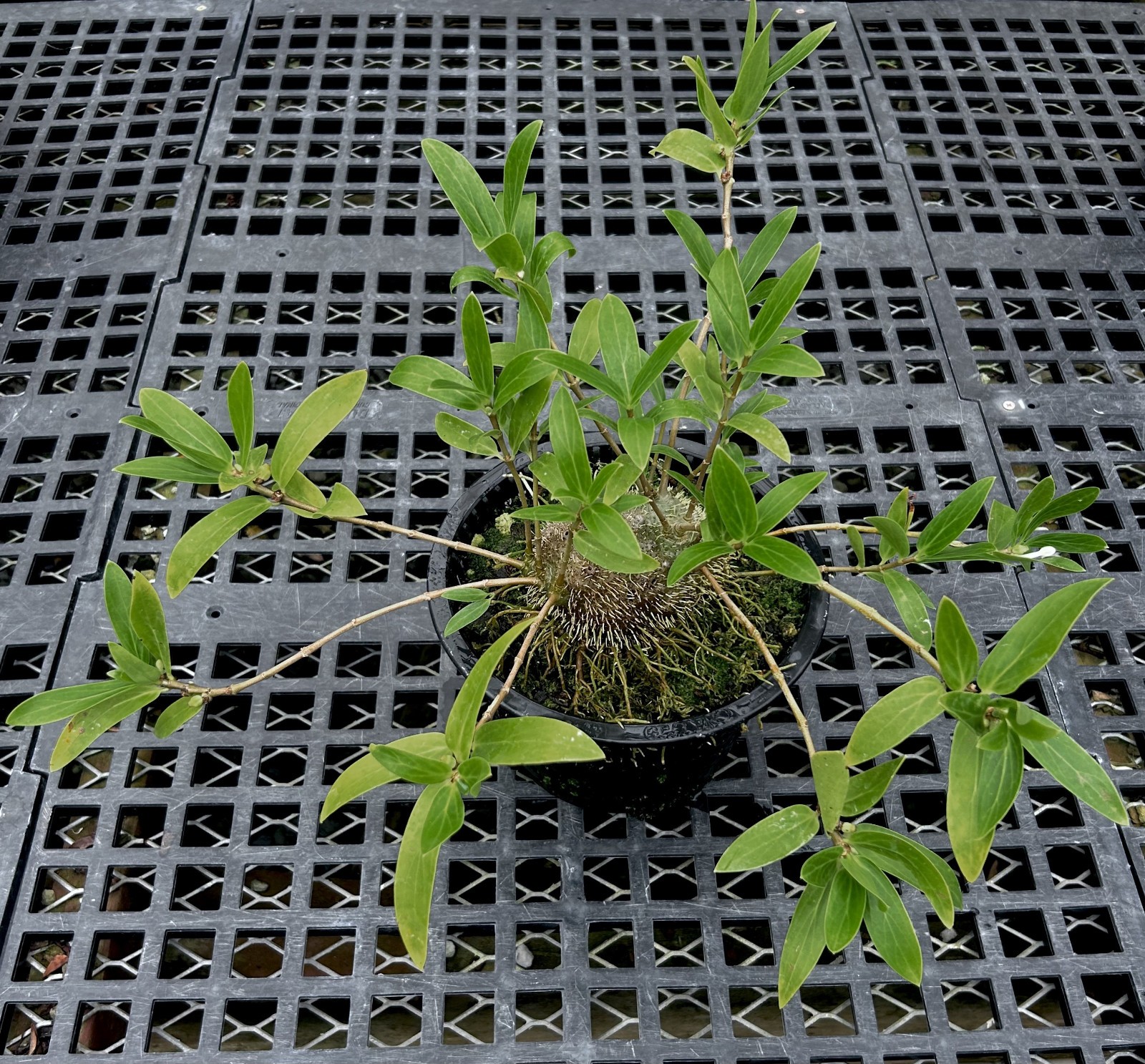 Squamellaria huxleyana specimen-caudexed epiphytic Fijian ant plant-warm grower