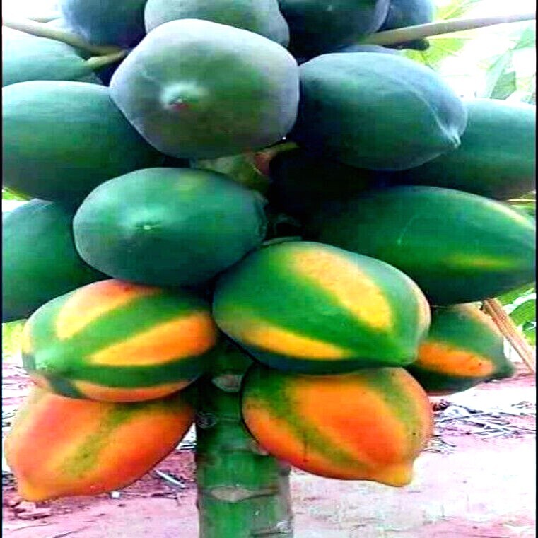20 “Caribbean Red” Carica Papaya Fruit Tree Seeds “LARGE MELONS” Indoor Plant
