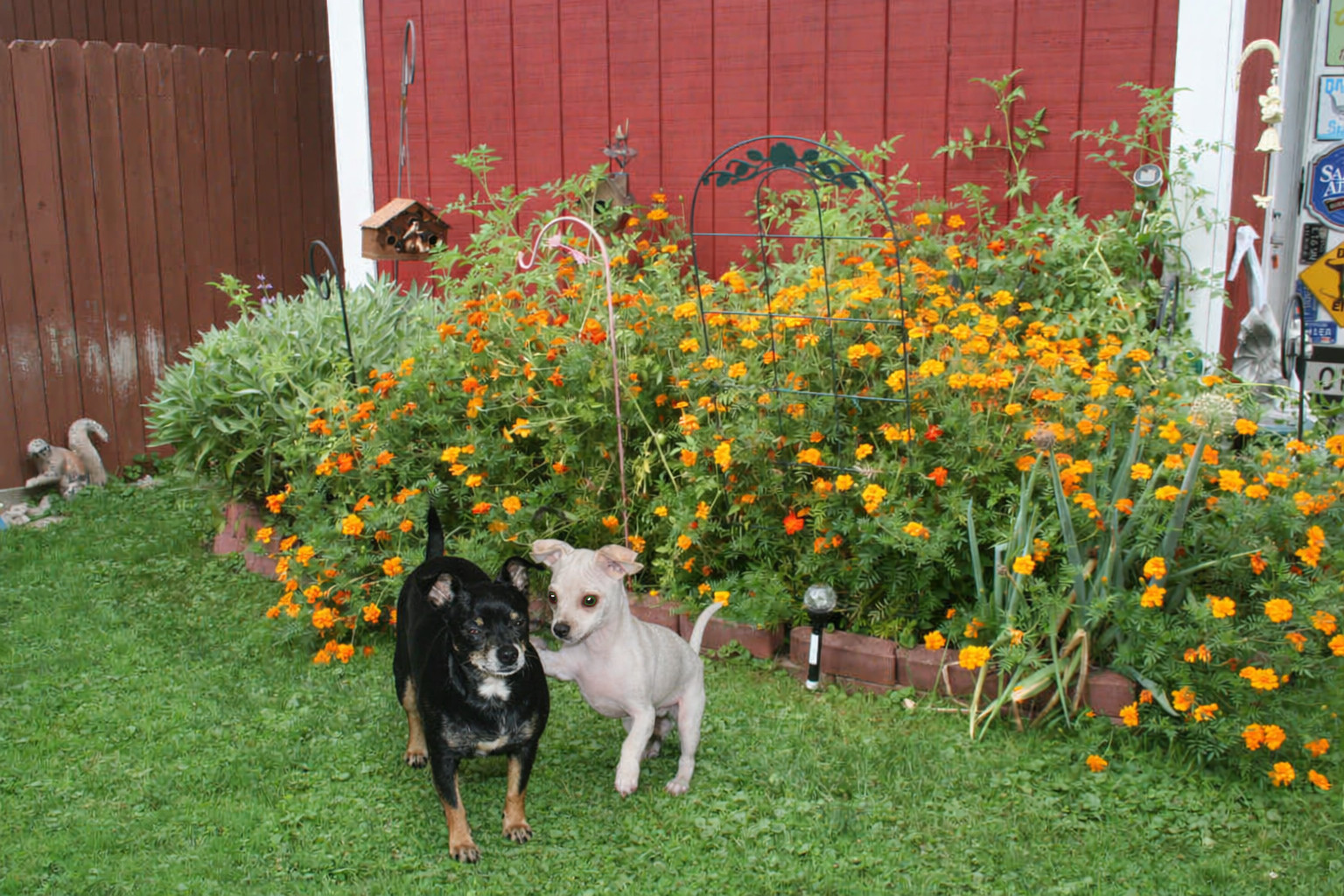 450+ Marigold French Sparky Mix Seeds Orange Red Yellow Flower FREE SHIPPING