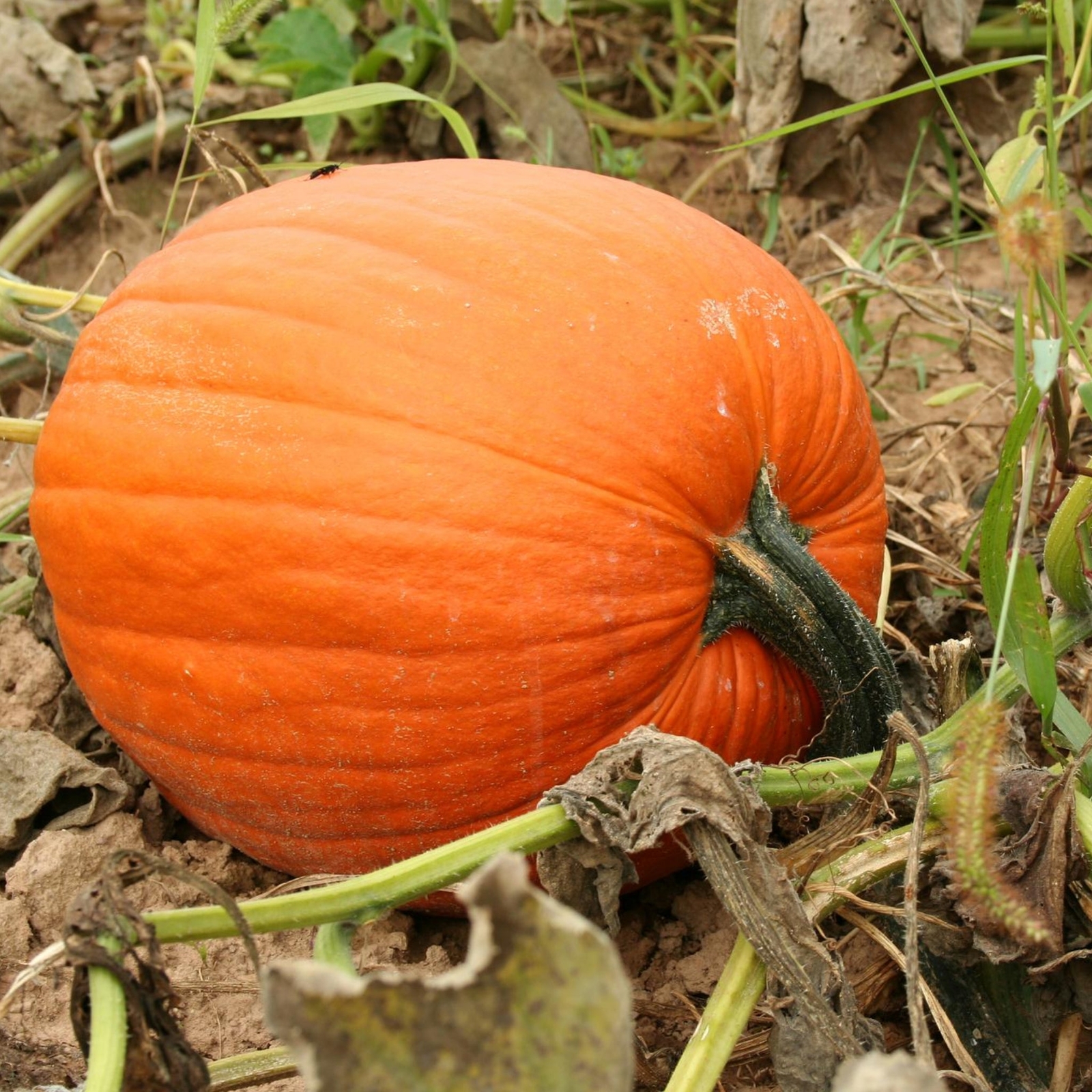 Mammoth Gold Pumpkins – Seeds – Non Gmo – Heirloom Seeds – Pumpkin Seeds