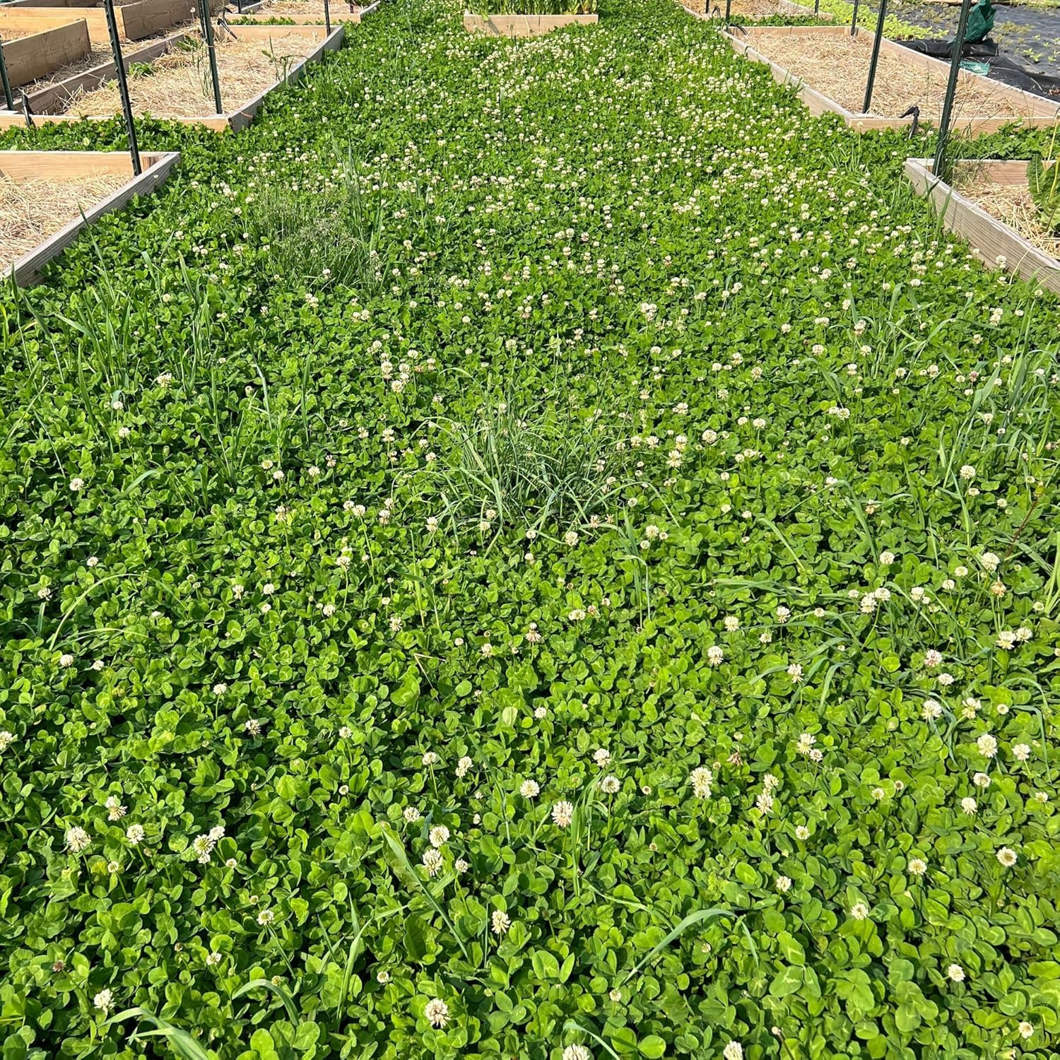 Micro Clover Seed for Lawn – 4 Oz – ~100000 Microclover Seeds for Planting – Dr