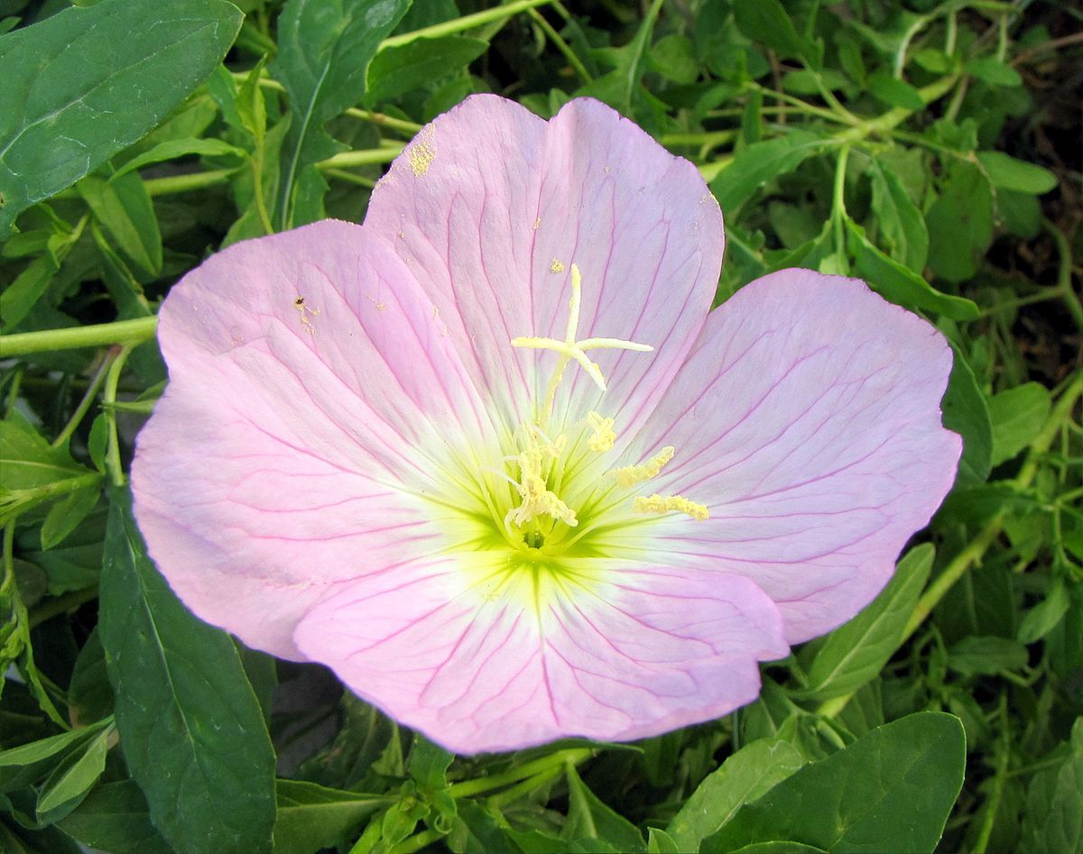 Oenothera speciosa SHOWY PRIMROSE Seeds!