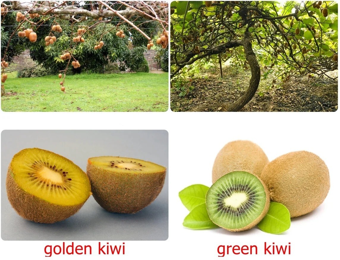Kiwi Fruit Seeds All type of Golden Yellow Red Green Gooseberry Organic Non-GMO