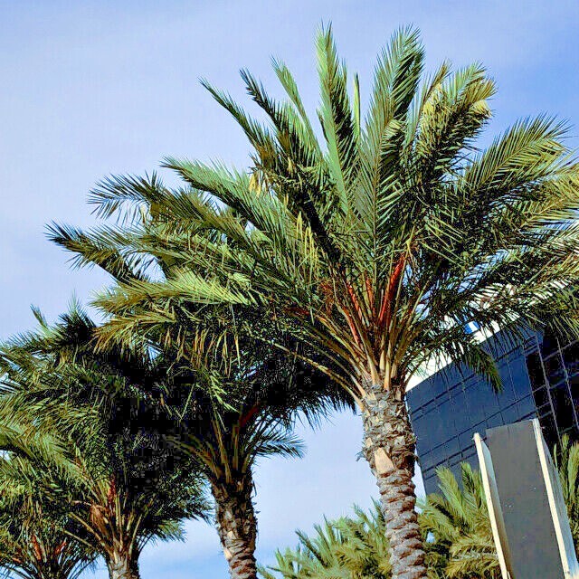 5 Date Palm Tree Seeds (Phoenix dactylifera) Edible Fruit Plant Hardy to Zone 8
