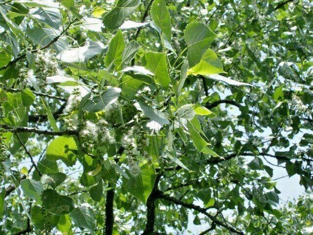 30 EASTERN COTTONWOOD SEEEDS – Populus deltoides var. deltoides