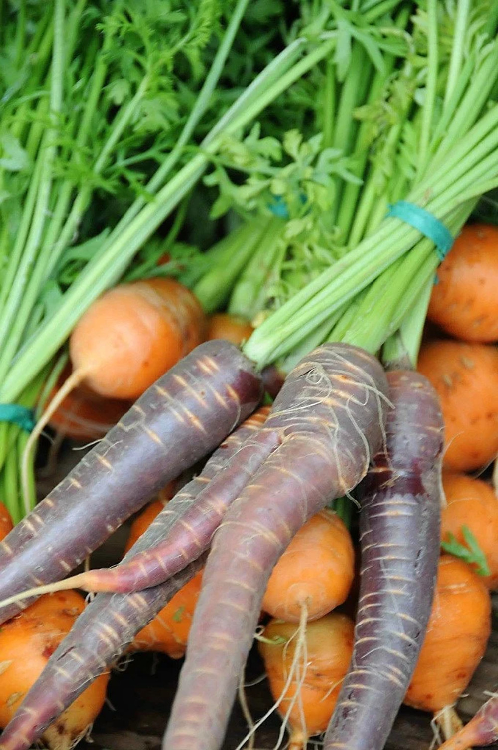 300 BLACK NEBULA CARROT Daucus Carota Root Vegetable Seeds