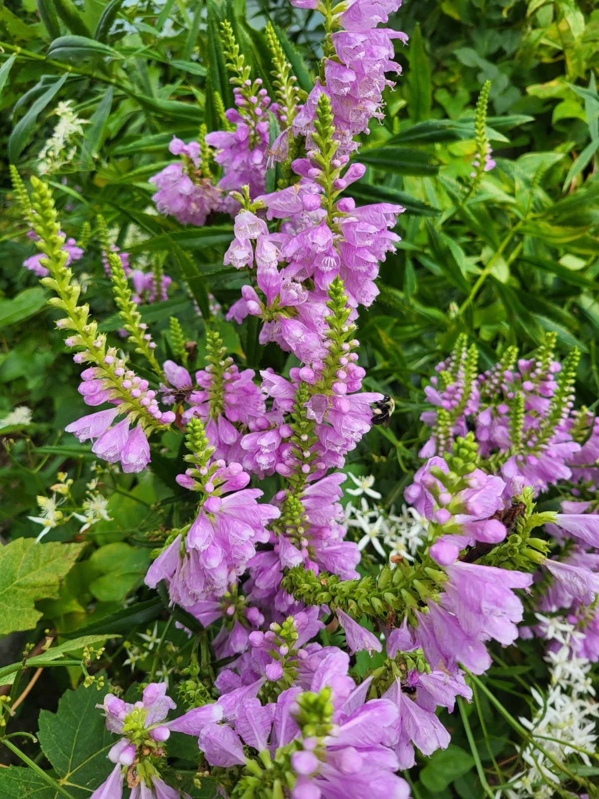 20 OBEDIENT PLANT SEEDS ( Physostegia virginiana )-Perennial-2025
