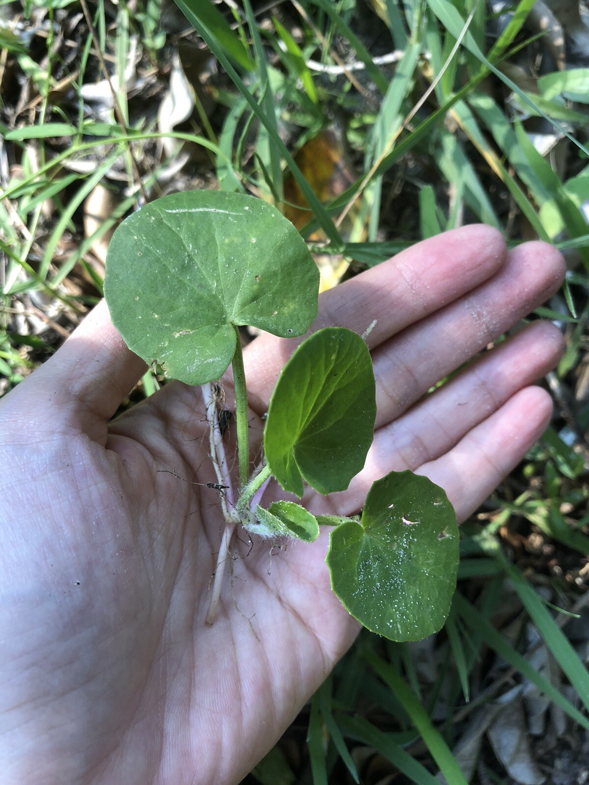 20 Bitter Rau Má Đắng Pennywort Gotu Kola Centella Asiatica Live Starter Plants