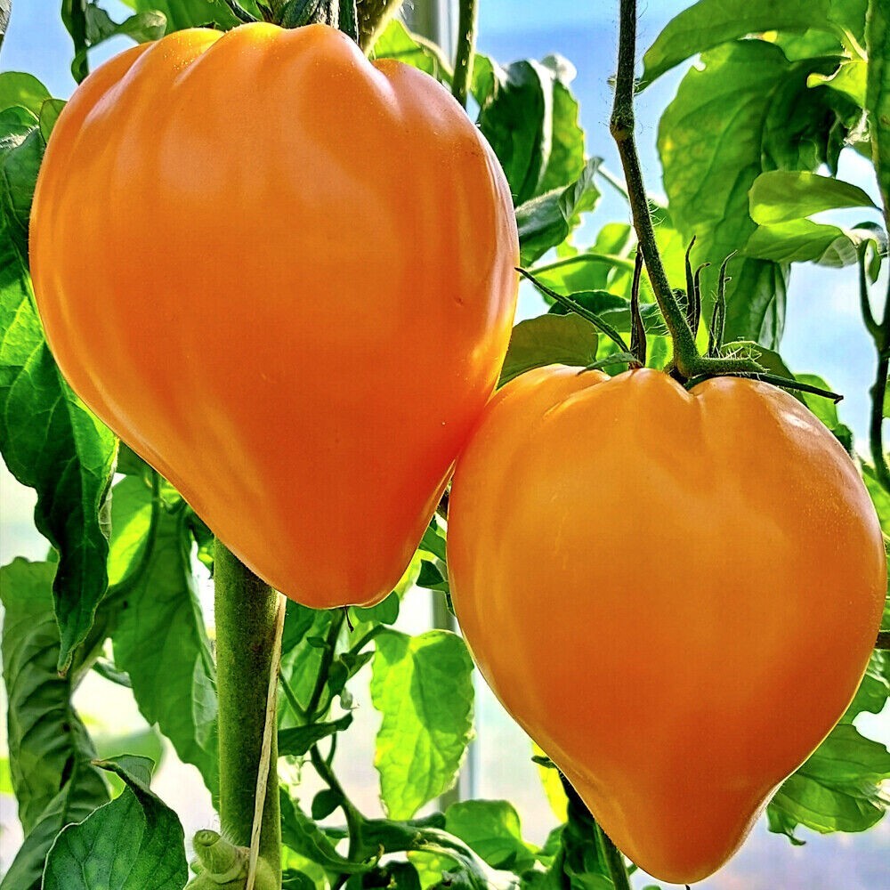 240+ Orange Oxheart Tomato Seeds – Heirloom – Organic – NON GMO – FRESH — RARE
