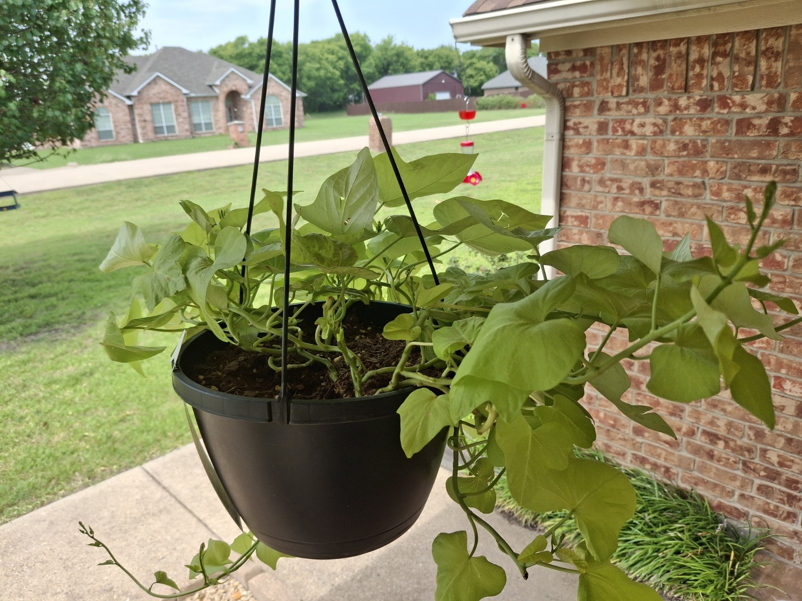 3 Live Rooted Ornamental Sweet Potato Vine. Easy To Grow. Ready To Plant!