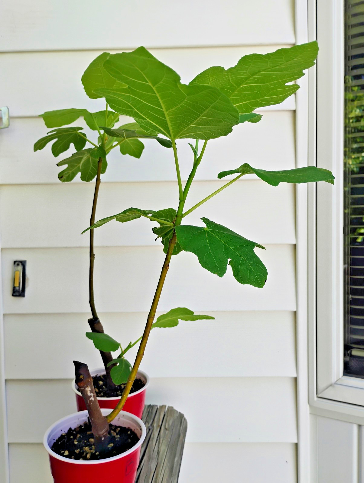 2 Italian 258 Fig Trees Ficus Carica 2 Healthy Cultivars 9″to 12″ H & 5″-7″ W