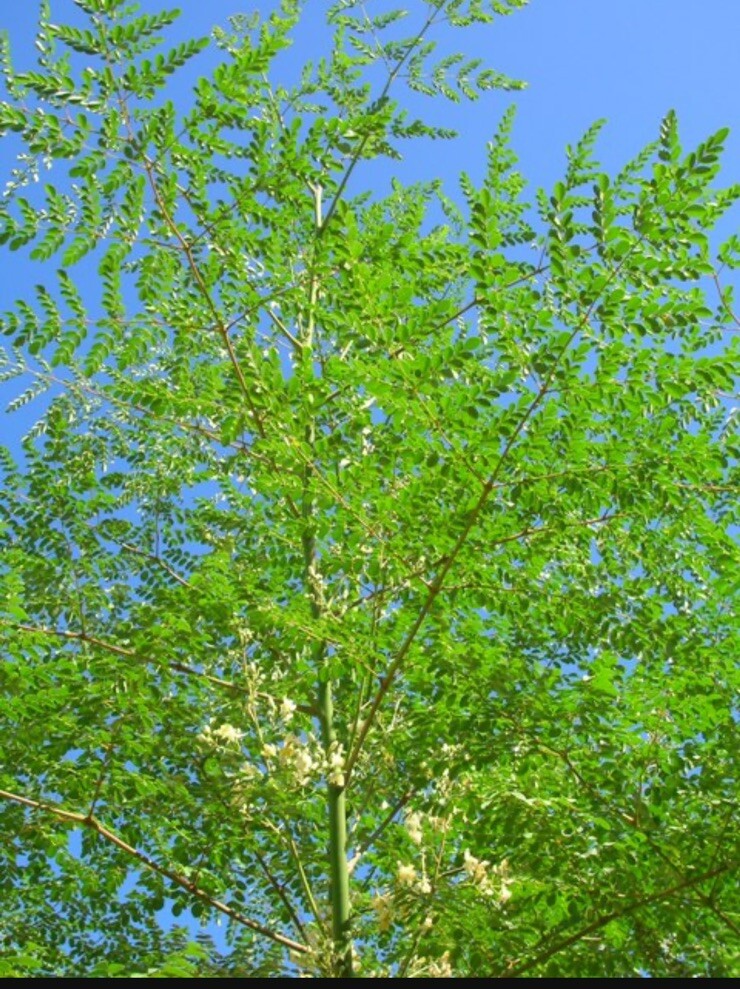 Moringa Oleifera Seeds Organic for planting Non GMO