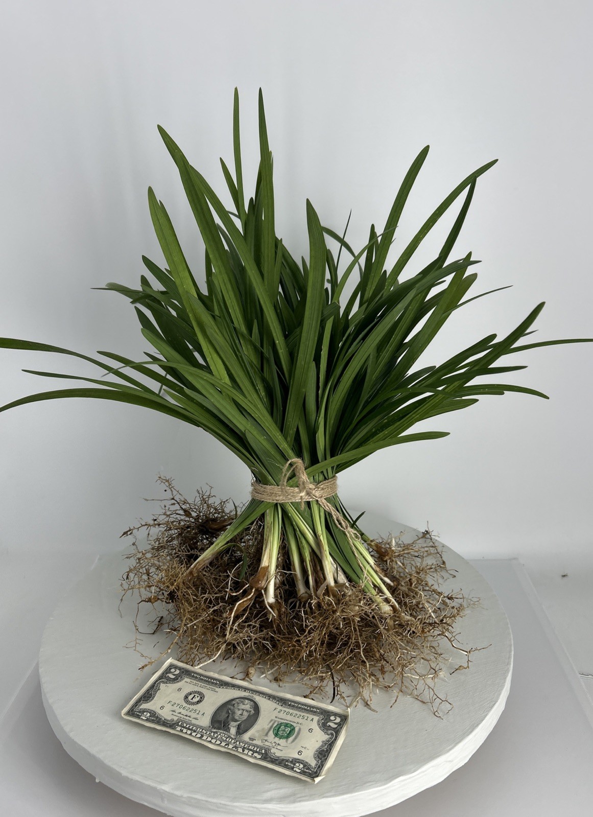 Liriope 20 Pieces Bare Root Purple Flowering Grass Plants Full Sun Or Shade!