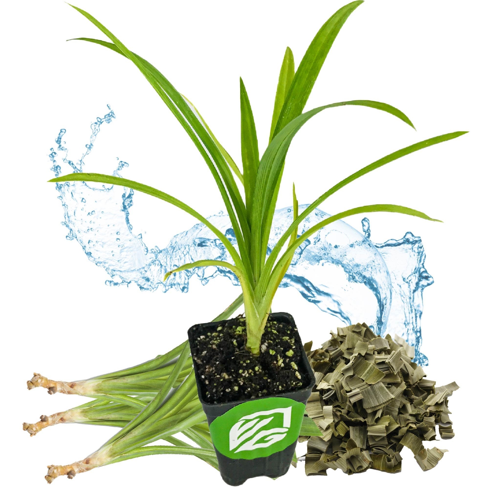 Pandan – Pandanus amaryllifolius
