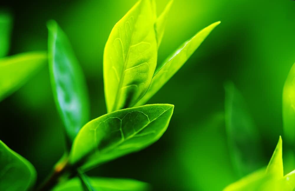 Tea Plant Seeds for Planting – 6 Seeds of Camellia Sinensis Herb Seeds – Made in