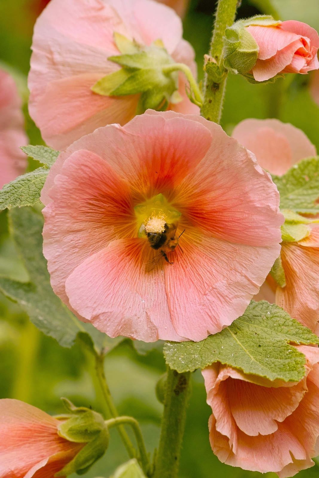 25 PEACH HOLLYHOCK Alcea Rosea Flower Seeds Perennial *Flat S/H