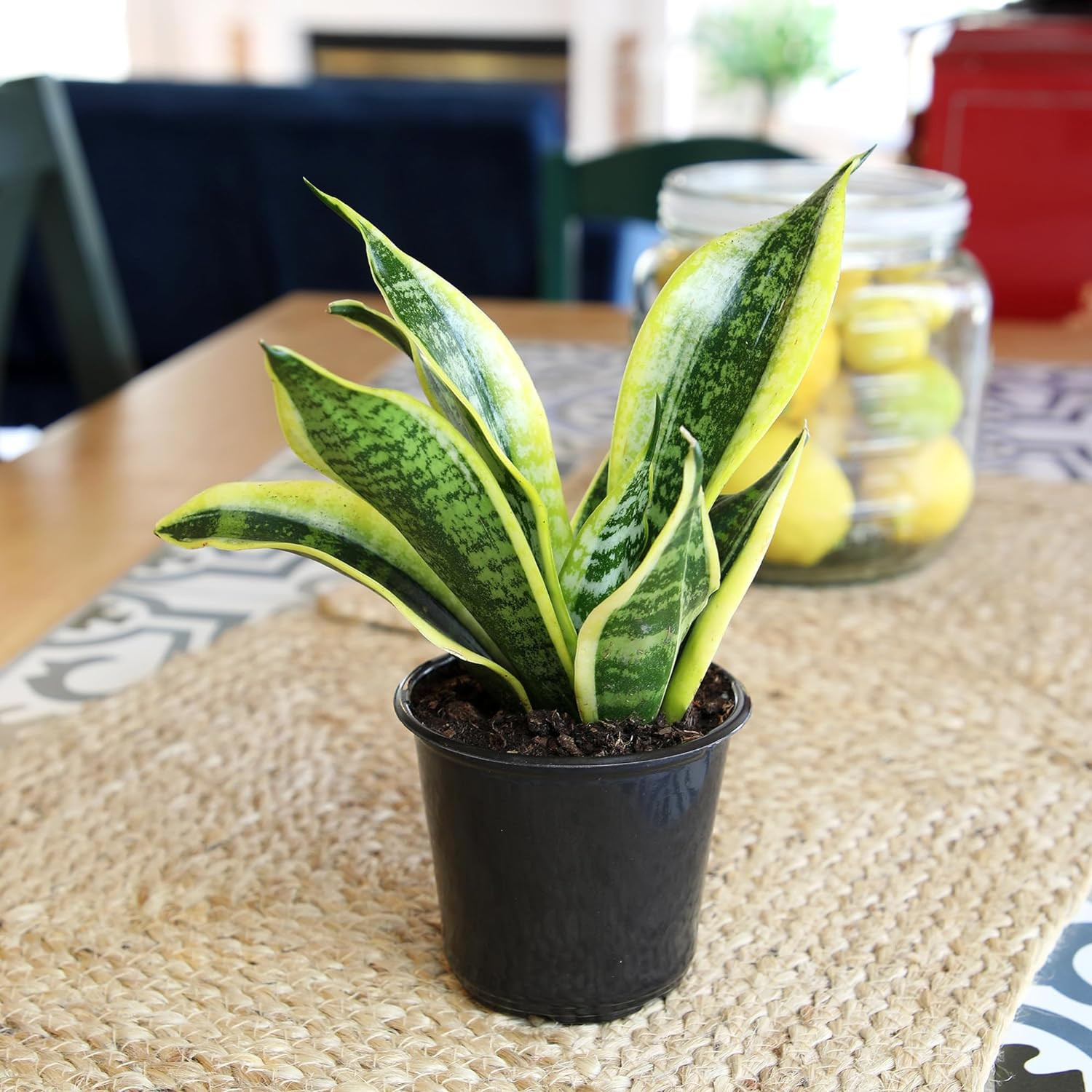 Planta Sansevieria Zeylanica Resistente Para Interiores Lengua De Suegra