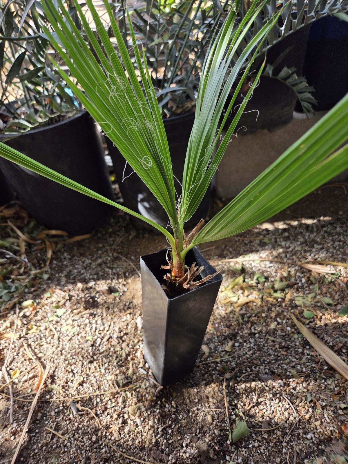 Washingtonia Filifera California Fan Palm Seedling 4-5 Leafs Live Seedling