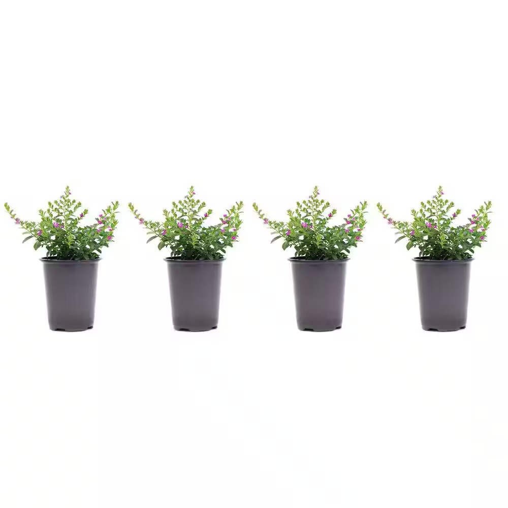 1.38 Pt. Cuphea Mexican Heather Plant in 4.5 In. GrowerS Pot (4-Plants)