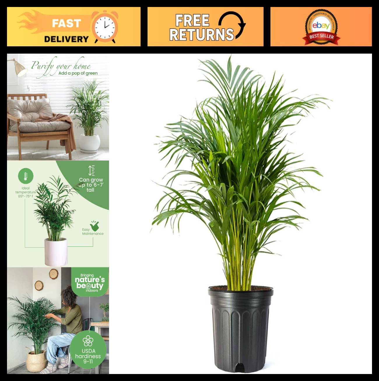 Tropical Areca Palm Plant – 10″ Pot, Lush Feathery Fronds, Pet-Friendly Indoor/O