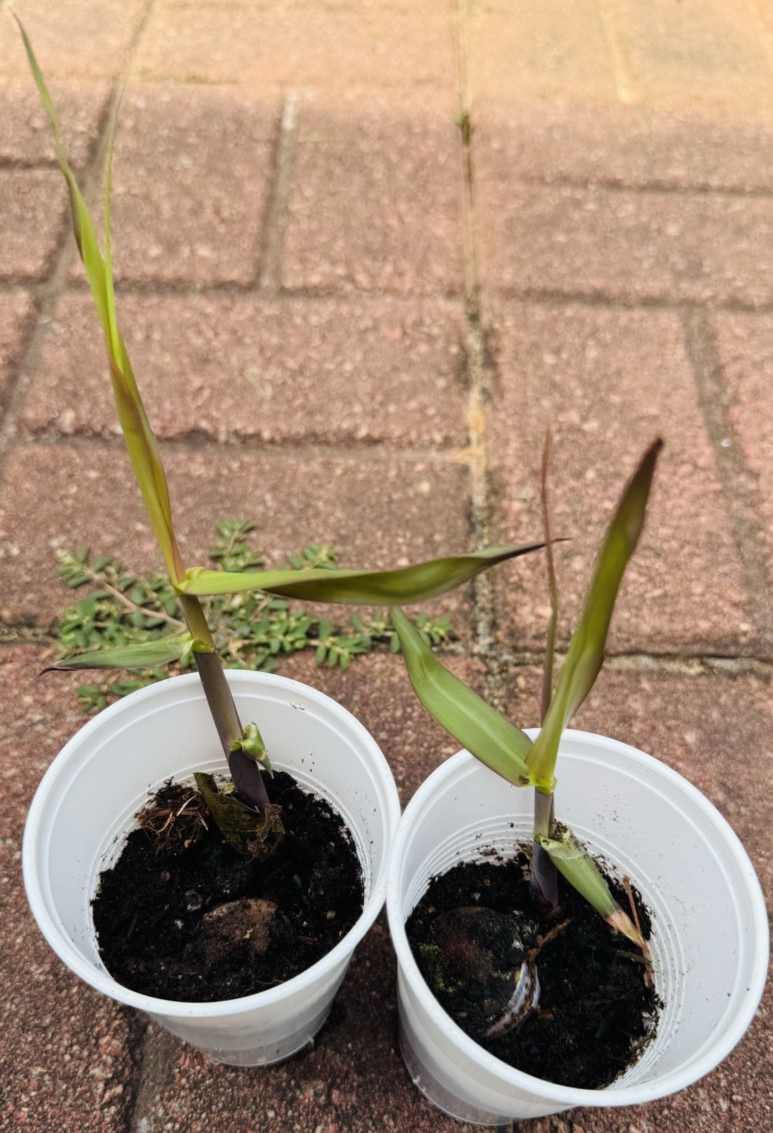(FRESH, READY TO PLANT) 2 Live Sugarcane Starter Plants – Green Or Purple Sweet