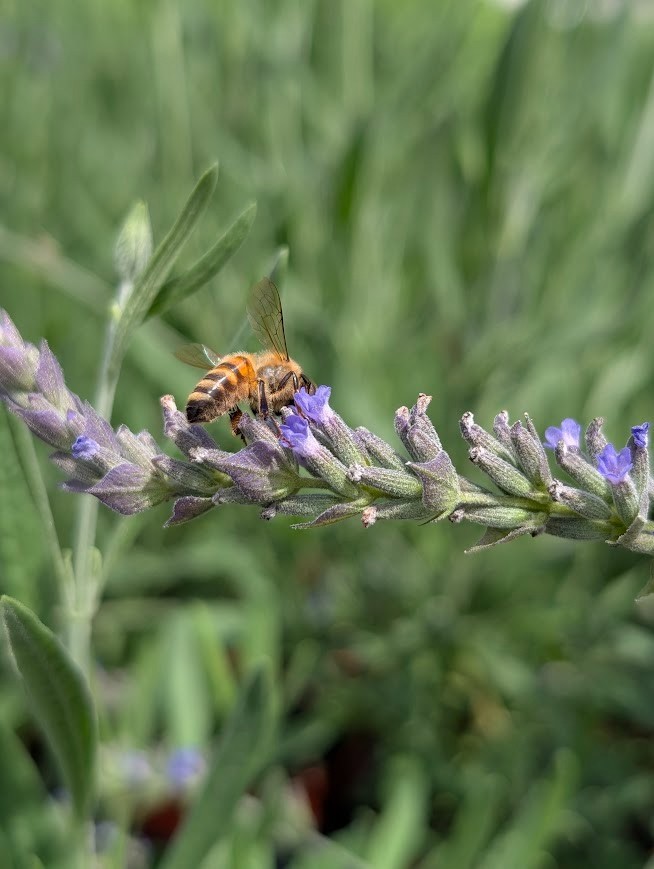 Live Sweet Lavender Herb Plant – 4” Potted (Lavandula x heterophylla)