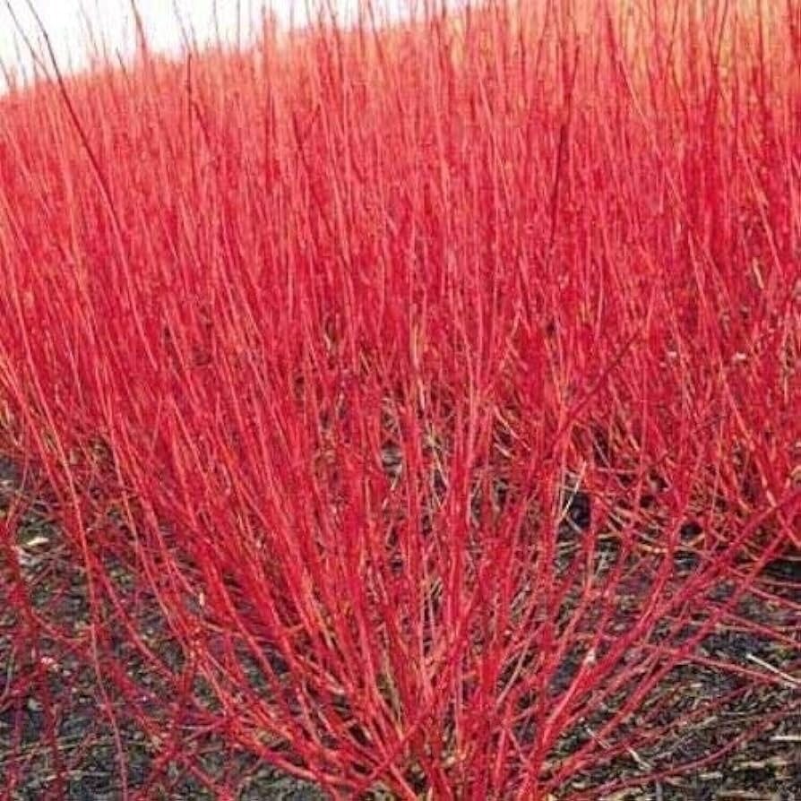 20 Red Twig Dogwood Cuttings Cornus Amomum 10” Cut to Order