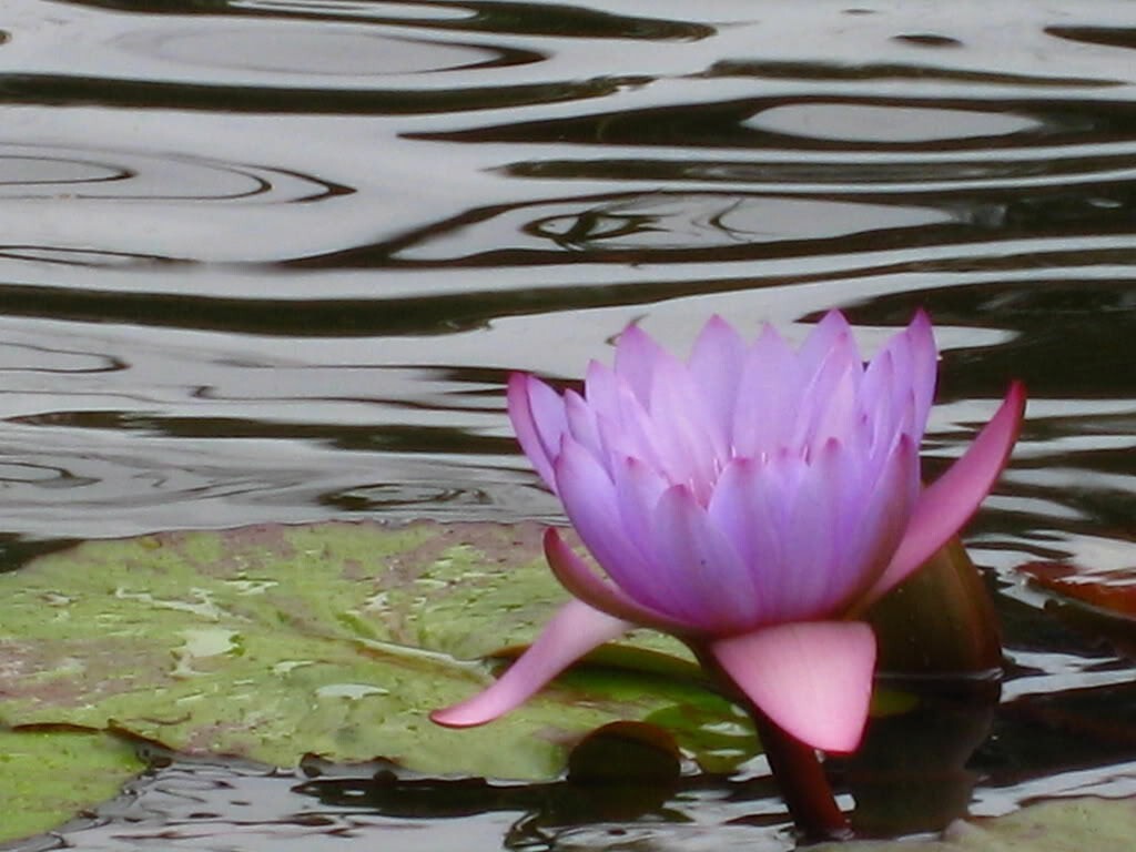 10 PURPLE WATER LILY Pad Nymphaea Sp Pond Lotus Flower Seeds *Combined Shipping