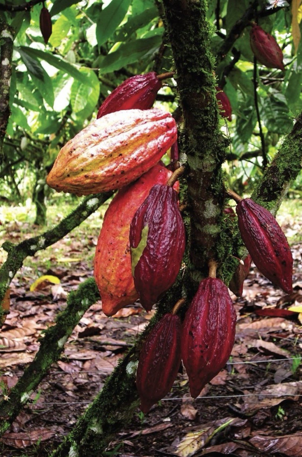 4 Fresh Organic Cacao Pods Natural Cocoa Fruit Premium Tropical Quality