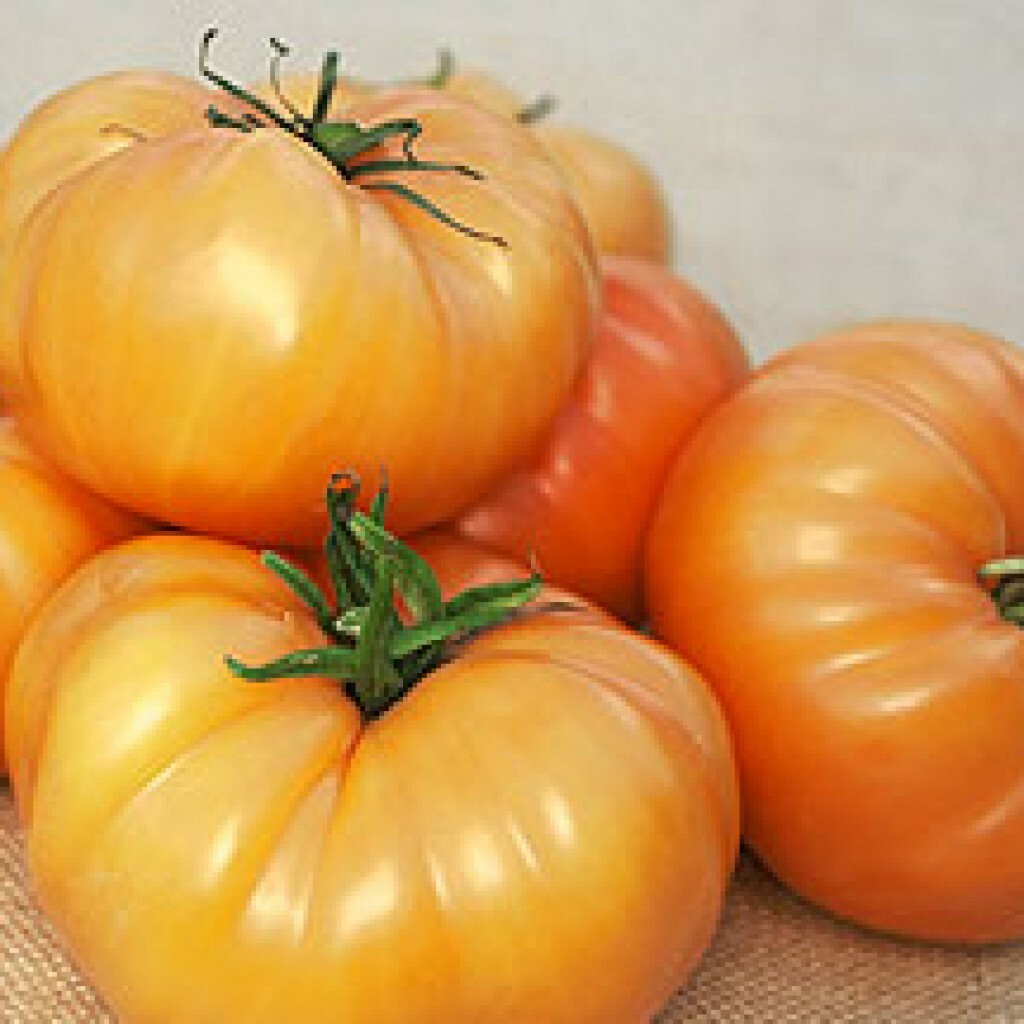 50 KELLOGG’S BREAKFAST TOMATO SEEDS NON – GMO FRESH HARVEST FOR 2024 GARDENS