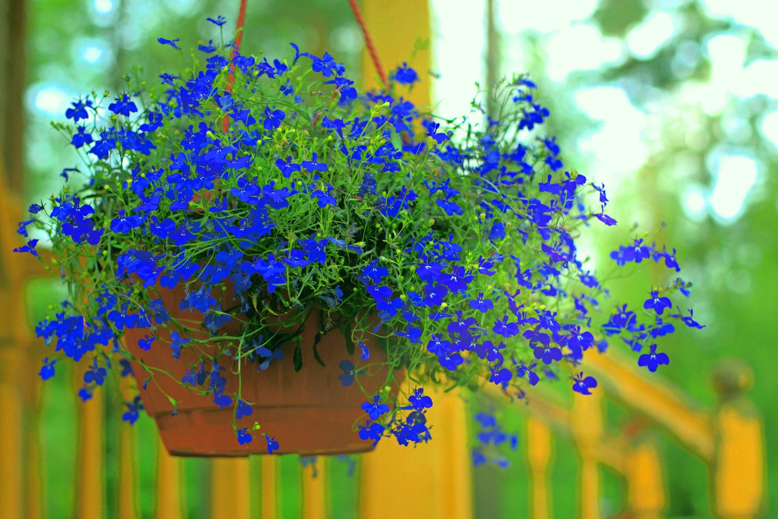 200 Electric Blue LOBELIA MONSOON Flower Seeds *Flat Shipping