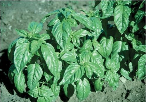 Basil Large Leaf Italian 100 – 16,000 Seeds Heirloom Non GMO healthy plant fresh