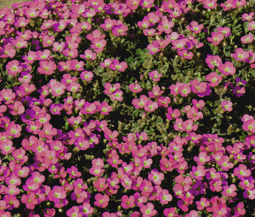 AUBRIETA ROCK CRESS WHITEWELL GEM Aubrieta Hybrida – 1,000 Bulk Seeds
