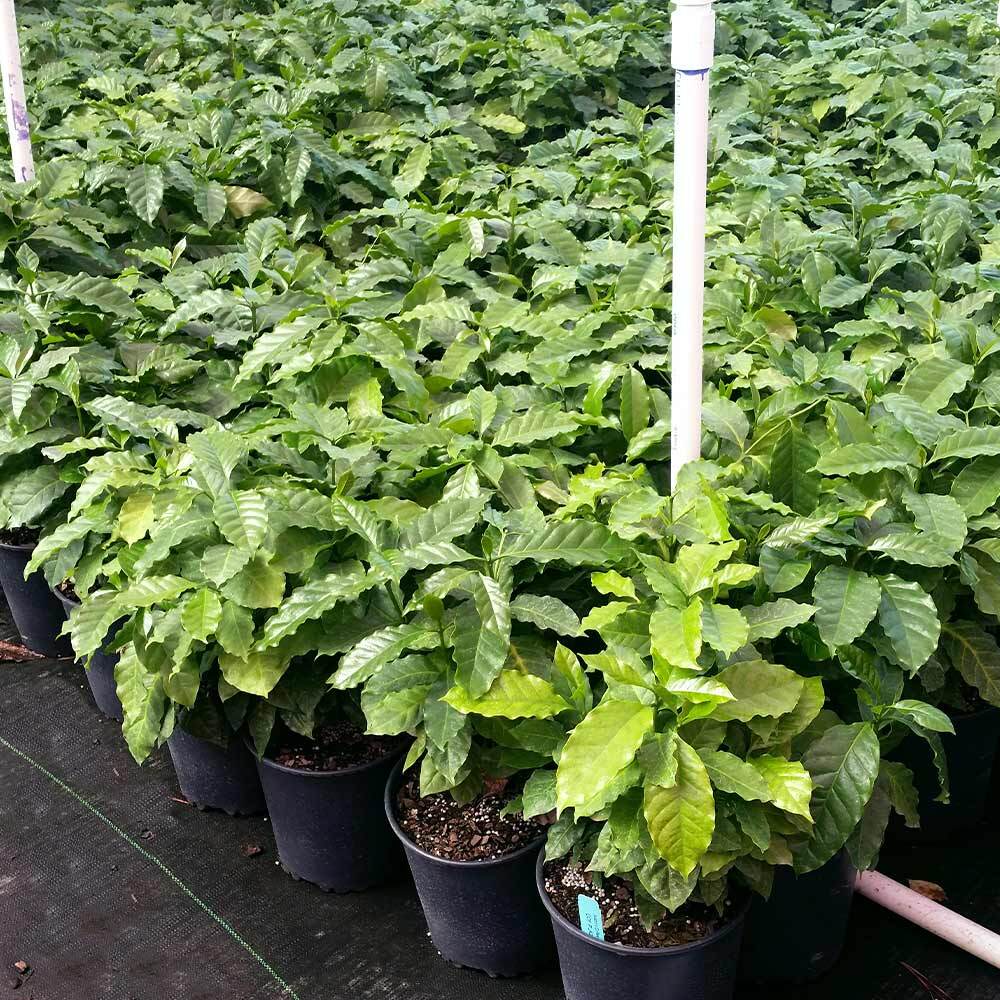Arabica Coffee Plant Live Tropical Exotic Edible Coffea Arabica 6 Inch Pot