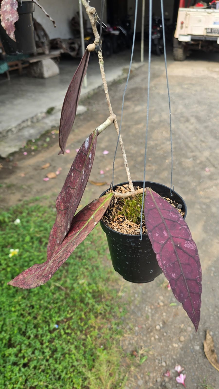 Real Pict Hoya Clemesiorum Super Red Leaves