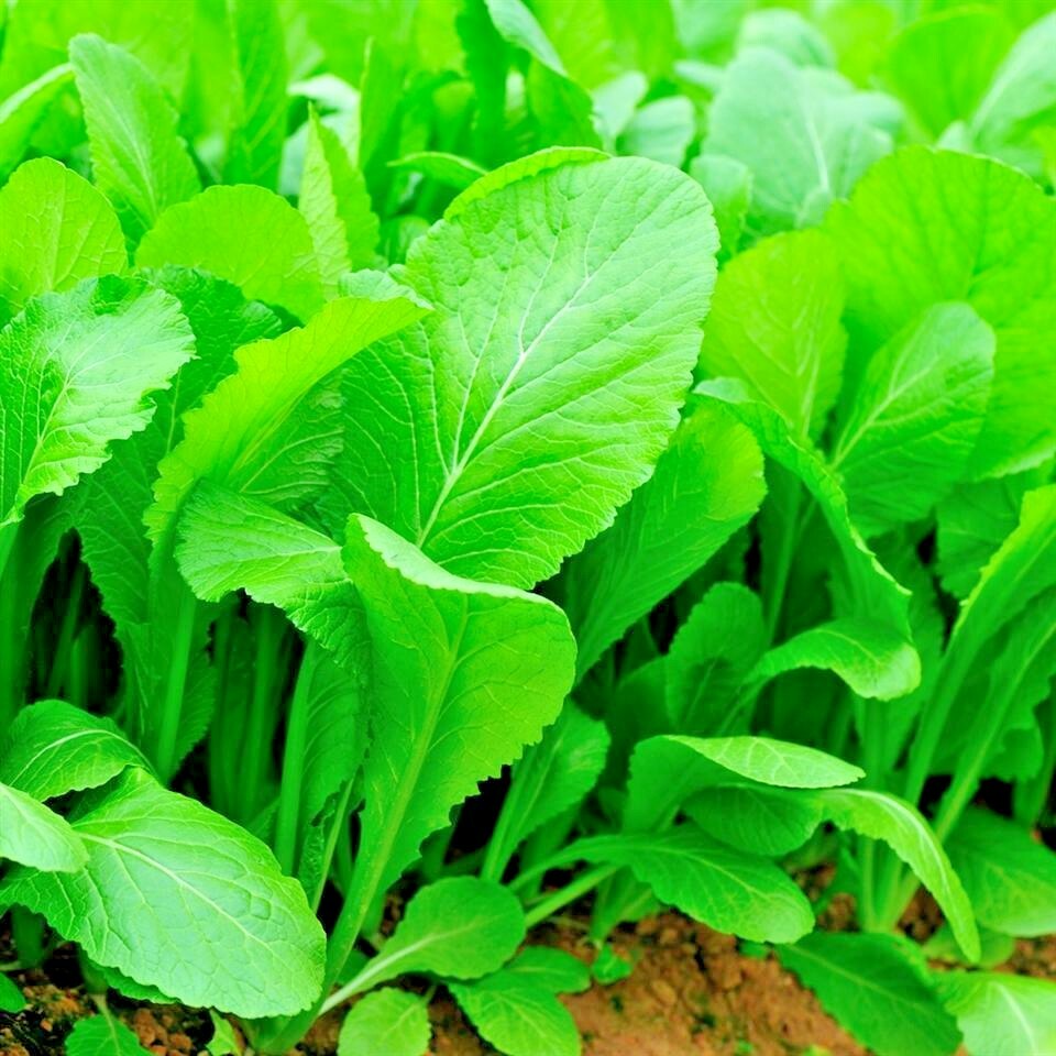 600+TENDERGREEN MUSTARD Seeds Organic Spring Fall Garden Container Greens Easy