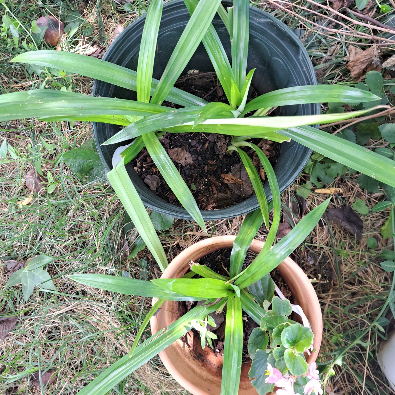 Pandan Plant Bare Roots, One Plant For Culinary Or Other Uses As Planting Is Not