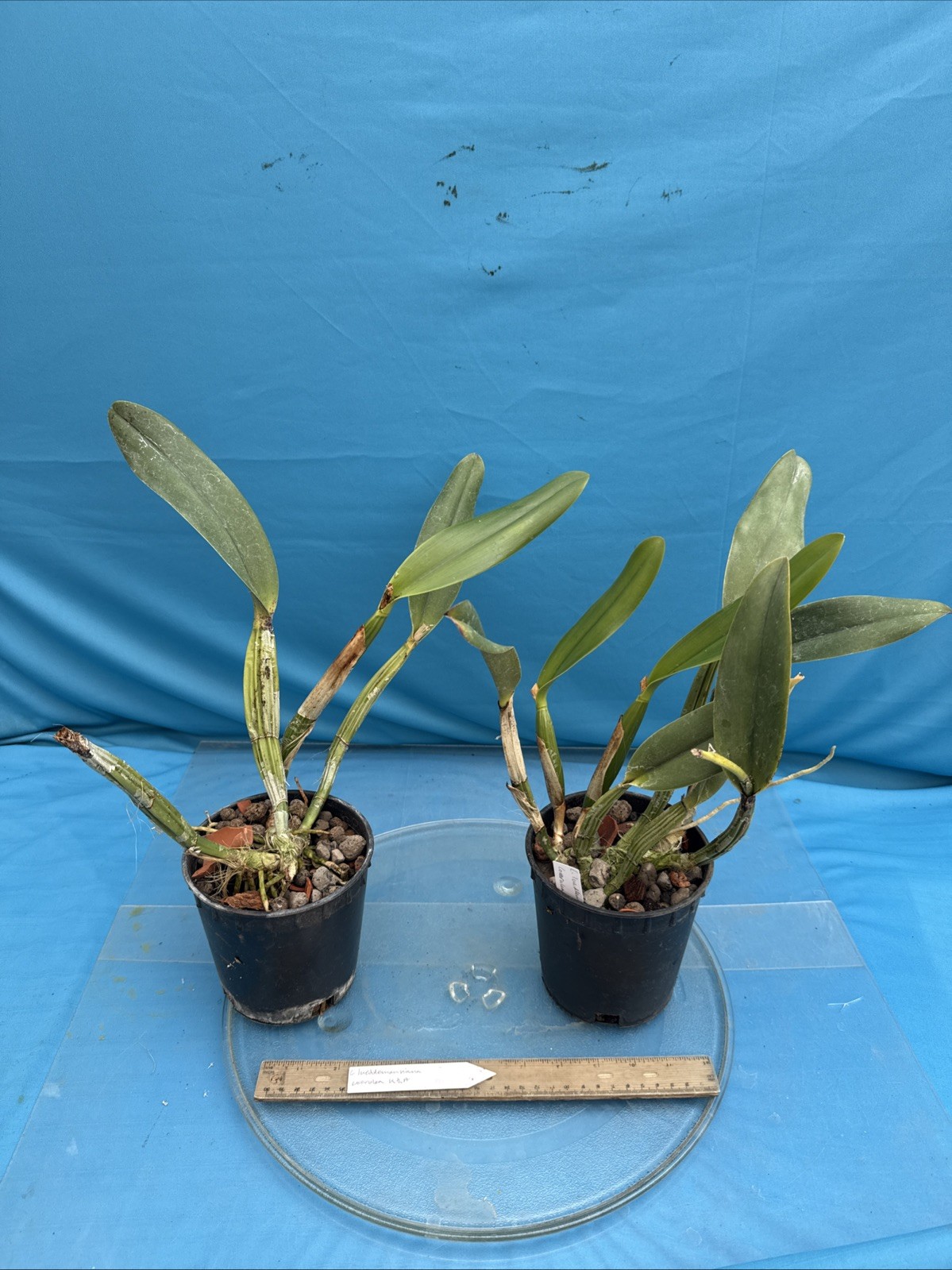 Cattleya lueddemanniana coerulea VERY NUTMEG FRAGRANT Orchid Species 5.5” Pot
